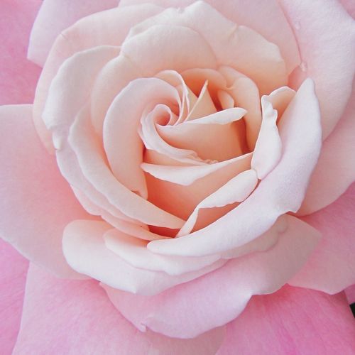 Rosa Cosmopolitan™ - trandafir cu parfum discret - Trandafir copac cu trunchi înalt - cu flori teahibrid - roz - Nola M. Simpson - coroană dreaptă - ,-